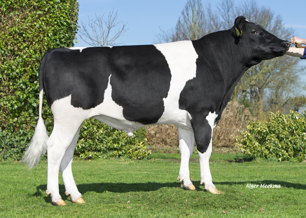 Friesian sire Bloemplaat Hoeve Ewoud standing in a field